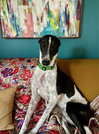 Illustration de l'article : 20 photos de chiens pour qui l'espoir renaît après avoir été adoptés