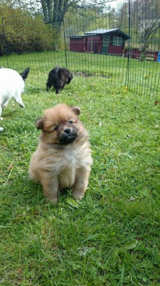 Illustration de l'article : 20 photos de chiens pour qui l'espoir renaît après avoir été adoptés