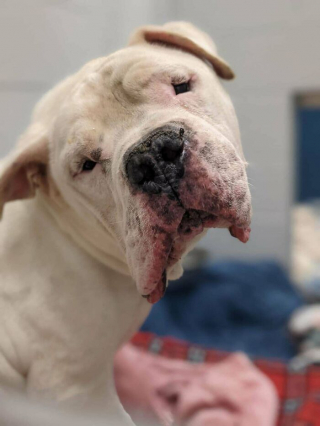 Illustration de l'article : 20 photos de chiens pour qui l'espoir renaît après avoir été adoptés