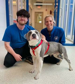 Illustration de l'article : 20 photos de chiens pour qui l'espoir renaît après avoir été adoptés