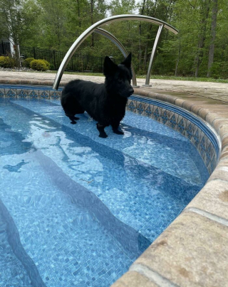 Illustration de l'article : 20 photos de chiens pour qui l'espoir renaît après avoir été adoptés