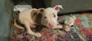 Illustration de l'article : 20 photos de chiens pour qui l'espoir renaît après avoir été adoptés