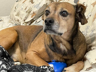 Illustration de l'article : 20 photos de chiens pour qui l'espoir renaît après avoir été adoptés