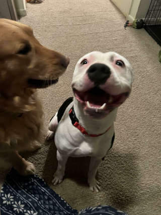 Illustration de l'article : 20 photos de chiens pour qui l'espoir renaît après avoir été adoptés