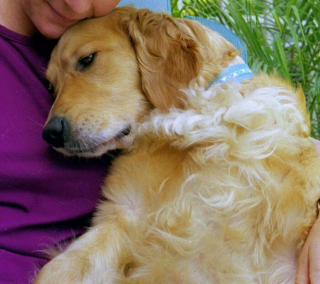 Illustration de l'article : 20 photos de chiens pour qui l'espoir renaît après avoir été adoptés