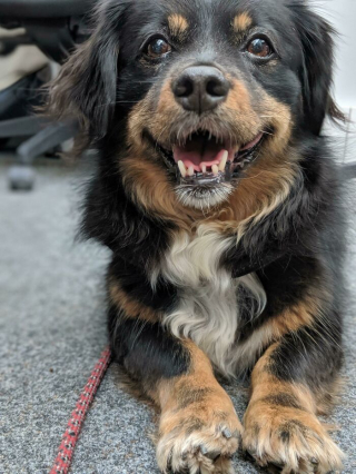 Illustration de l'article : 20 photos de chiens pour qui l'espoir renaît après avoir été adoptés