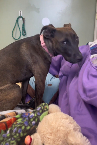 Illustration de l'article : Winona, une chienne âgée d’à peine 6 mois, a été abandonnée pour des raisons révoltantes