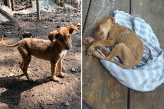 Illustration de l'article : Une femme sauve un chiot de la noyade dans un étang et réunit une famille de chiens