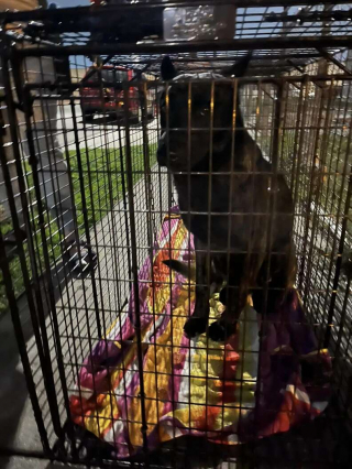 Illustration de l'article : Un chien errant dans le quartier retrouve enfin le bonheur grâce à un sauvetage réussi