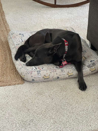 Illustration de l'article : Un chien errant dans le quartier retrouve enfin le bonheur grâce à un sauvetage réussi