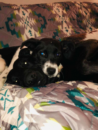 Illustration de l'article : Un chien errant dans le quartier retrouve enfin le bonheur grâce à un sauvetage réussi