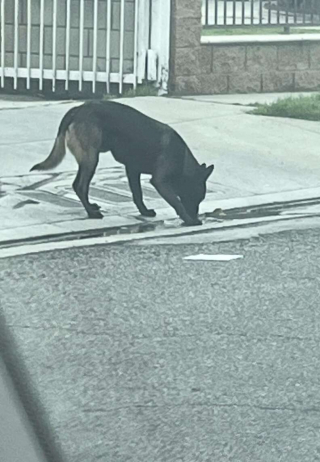 Illustration de l'article : Un chien errant dans le quartier retrouve enfin le bonheur grâce à un sauvetage réussi