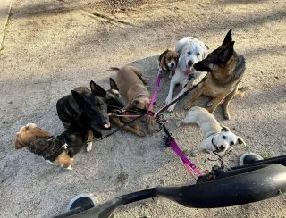 Illustration de l'article : Un chien errant dans le quartier retrouve enfin le bonheur grâce à un sauvetage réussi