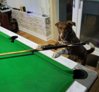Illustration de l'article : 19 photos surprenantes de chiens dont le jeu favori est le billard