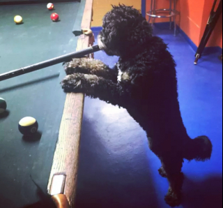 Illustration de l'article : 19 photos surprenantes de chiens dont le jeu favori est le billard