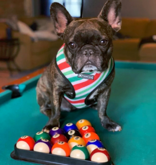 Illustration de l'article : 19 photos surprenantes de chiens dont le jeu favori est le billard
