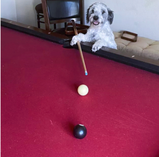 Illustration de l'article : 19 photos surprenantes de chiens dont le jeu favori est le billard