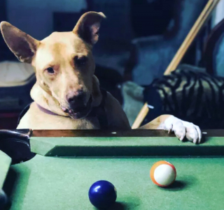 Illustration de l'article : 19 photos surprenantes de chiens dont le jeu favori est le billard