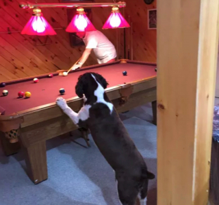 Illustration de l'article : 19 photos surprenantes de chiens dont le jeu favori est le billard