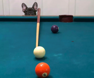 Illustration de l'article : 19 photos surprenantes de chiens dont le jeu favori est le billard