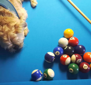 Illustration de l'article : 19 photos surprenantes de chiens dont le jeu favori est le billard