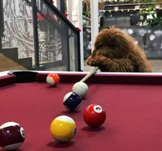 Illustration de l'article : 19 photos surprenantes de chiens dont le jeu favori est le billard