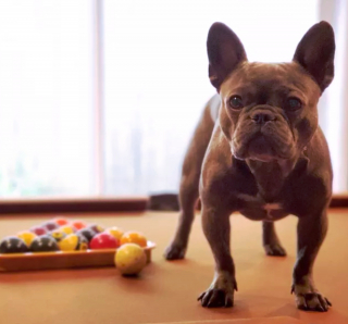 Illustration de l'article : 19 photos surprenantes de chiens dont le jeu favori est le billard