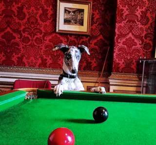 Illustration de l'article : 19 photos surprenantes de chiens dont le jeu favori est le billard