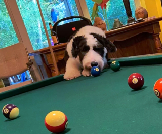 Illustration de l'article : 19 photos surprenantes de chiens dont le jeu favori est le billard