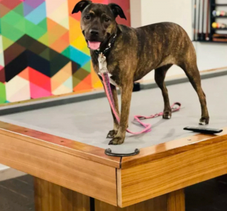 Illustration de l'article : 19 photos surprenantes de chiens dont le jeu favori est le billard