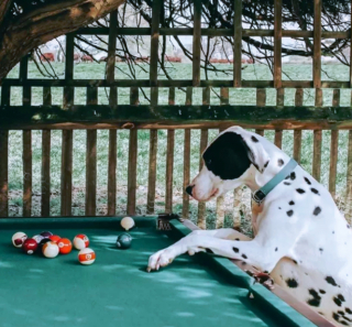 Illustration de l'article : 19 photos surprenantes de chiens dont le jeu favori est le billard