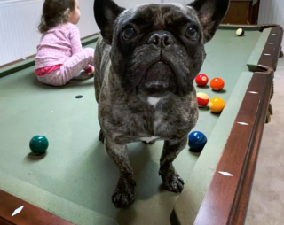 Illustration de l'article : 19 photos surprenantes de chiens dont le jeu favori est le billard