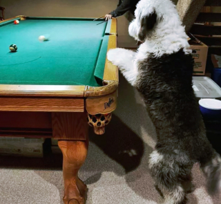 Illustration de l'article : 19 photos surprenantes de chiens dont le jeu favori est le billard