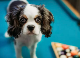 Illustration de l'article : 19 photos surprenantes de chiens dont le jeu favori est le billard