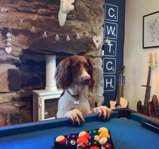 Illustration de l'article : 19 photos surprenantes de chiens dont le jeu favori est le billard