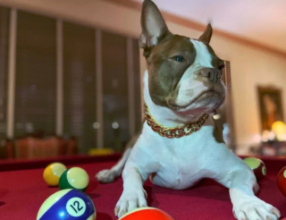 Illustration de l'article : 19 photos surprenantes de chiens dont le jeu favori est le billard