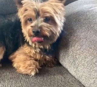 Illustration de l'article : Grâce à son intervention décisive, une femme résout l'affaire du Yorkshire volé et revendu à la sauvette