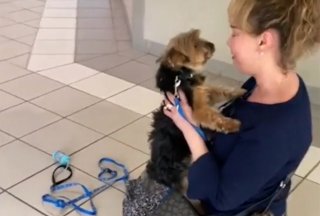 Illustration de l'article : Grâce à son intervention décisive, une femme résout l'affaire du Yorkshire volé et revendu à la sauvette