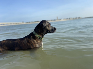 Illustration de l'article : 20 photos racontant la magnifique journée à la plage passée par 2 chiennes rescapées