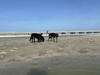 Illustration de l'article : 20 photos racontant la magnifique journée à la plage passée par 2 chiennes rescapées