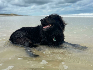 Illustration de l'article : 20 photos racontant la magnifique journée à la plage passée par 2 chiennes rescapées