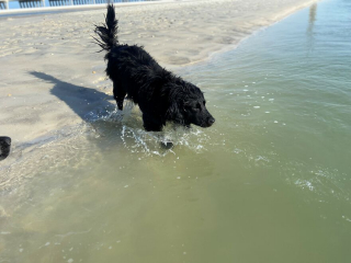 Illustration de l'article : 20 photos racontant la magnifique journée à la plage passée par 2 chiennes rescapées