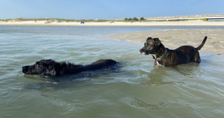 Illustration de l'article : 20 photos racontant la magnifique journée à la plage passée par 2 chiennes rescapées