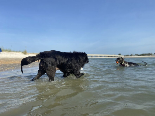 Illustration de l'article : 20 photos racontant la magnifique journée à la plage passée par 2 chiennes rescapées