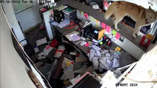 Illustration de l'article : Quand Titan, le Husky espiègle, sème une belle pagaille dans le refuge après son arrivée