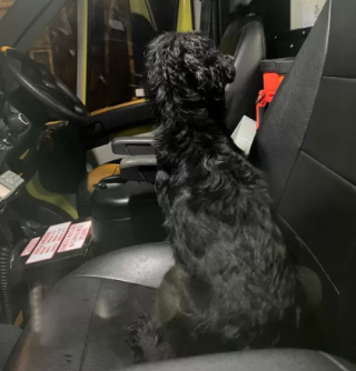 Illustration de l'article : Un Cocker Spaniel disparaît pendant 8 mois, pour réapparaître mystérieusement sur le siège avant d’une ambulance
