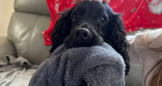 Illustration de l'article : Un Cocker Spaniel disparaît pendant 8 mois, pour réapparaître mystérieusement sur le siège avant d’une ambulance