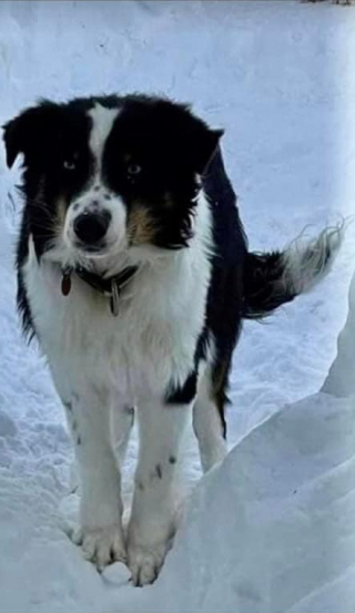 Illustration de l'article : Nanuq, un berger Australien disparu pendant 1 mois est retrouvé à 270 kilomètres de chez lui