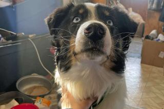 Illustration de l'article : Nanuq, un berger Australien disparu pendant 1 mois est retrouvé à 270 kilomètres de chez lui