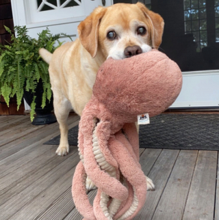 Illustration de l'article : 20 chiens aveugles qui profitent pleinement de la vie et savent être heureux malgré leur handicap